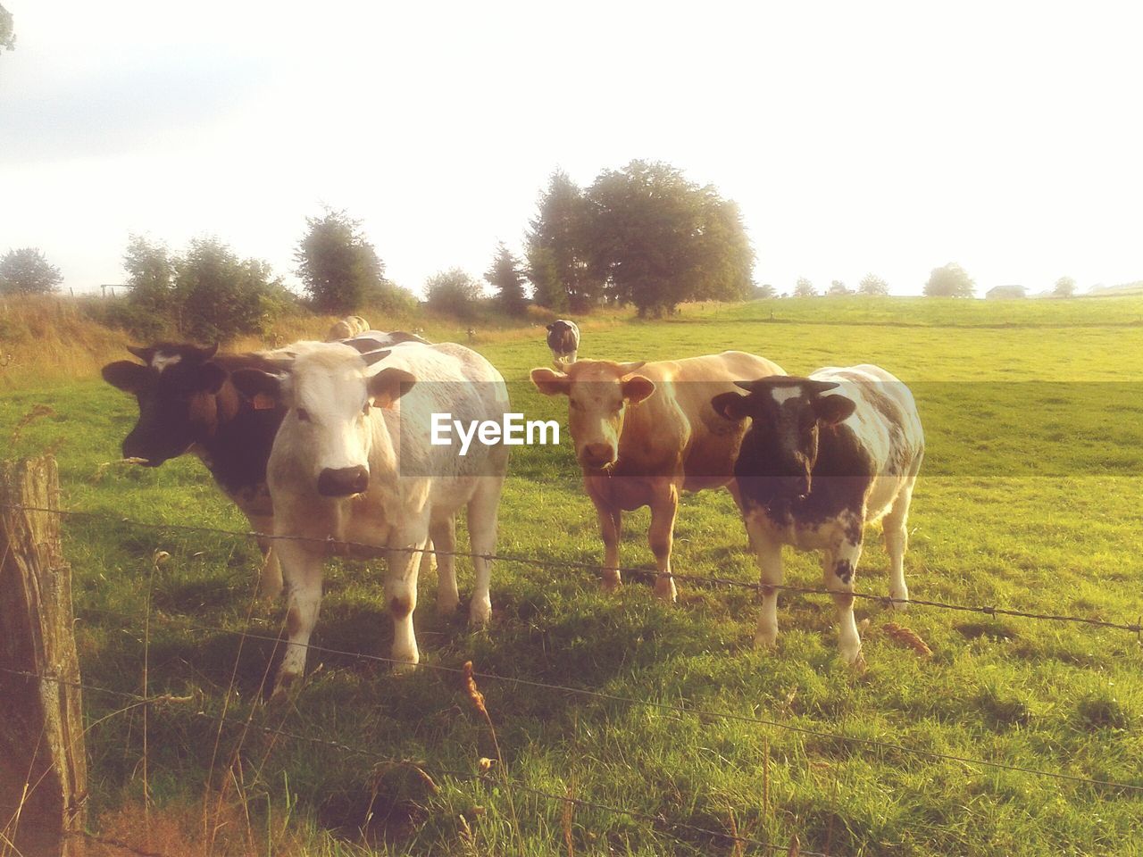 HORSES GRAZING ON FIELD