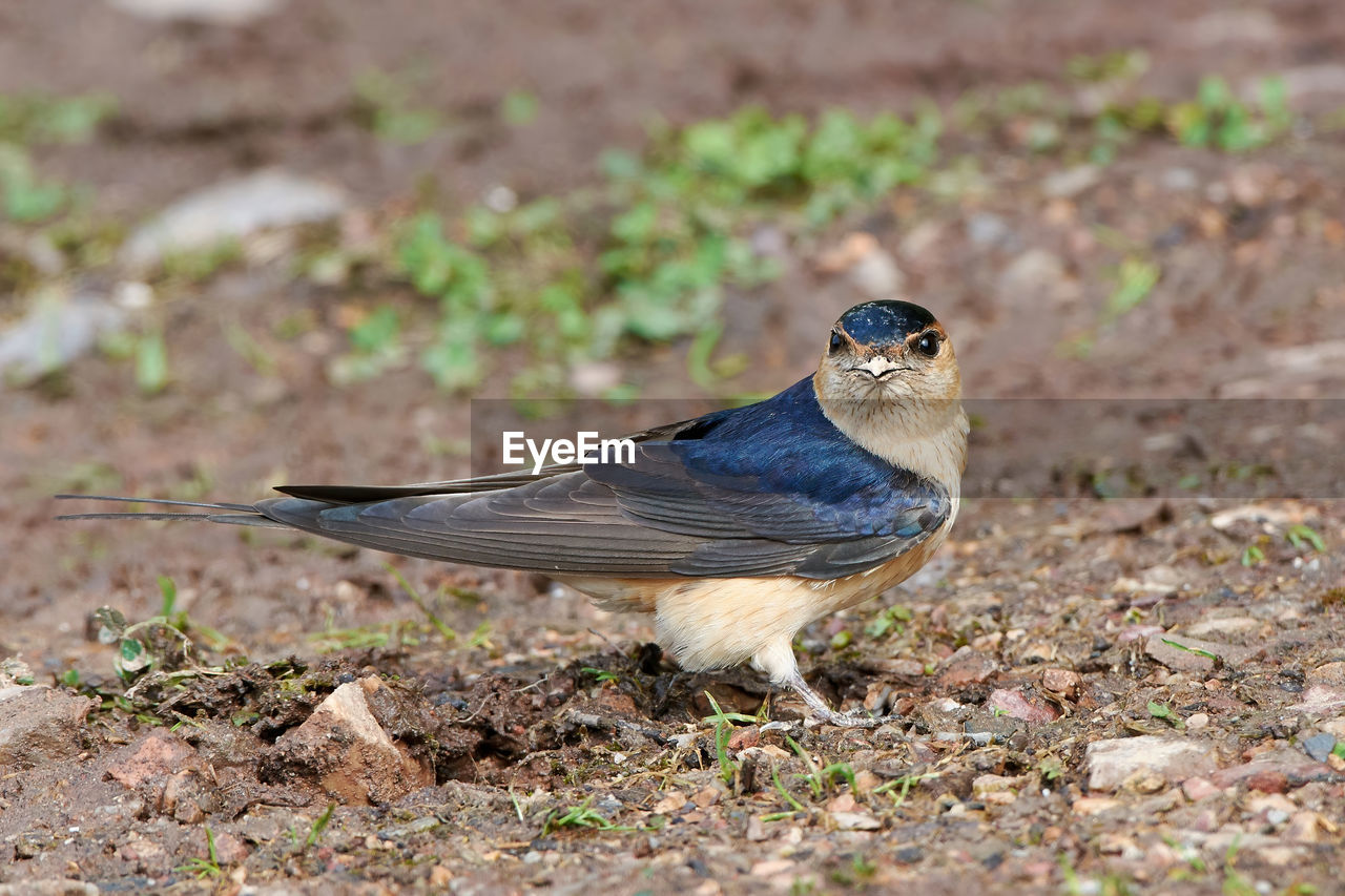 CLOSE-UP OF A BIRD PERCHING ON A FIELD