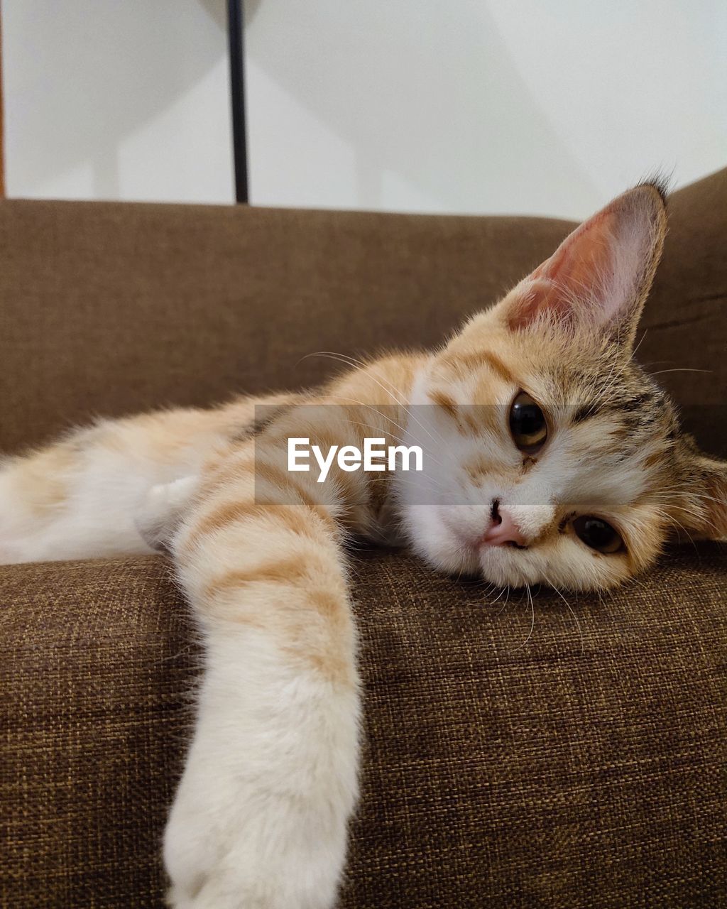 CAT RESTING ON SOFA