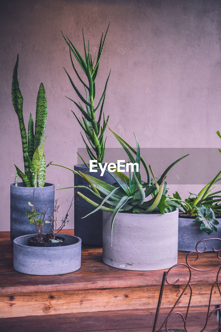 Potted plants on table at home. succulent plants. 