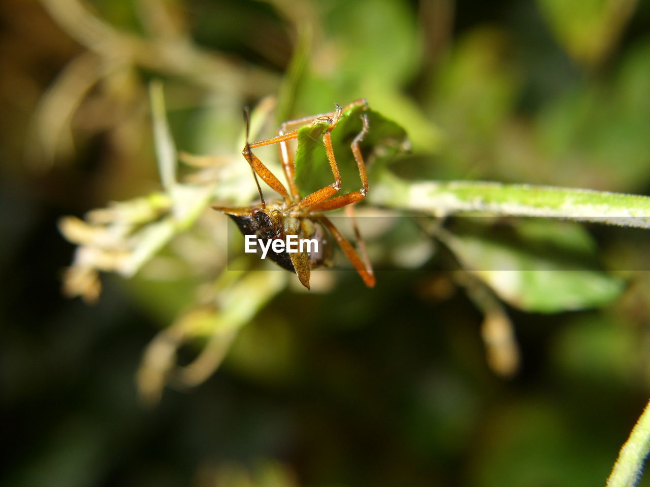 INSECT ON LEAF