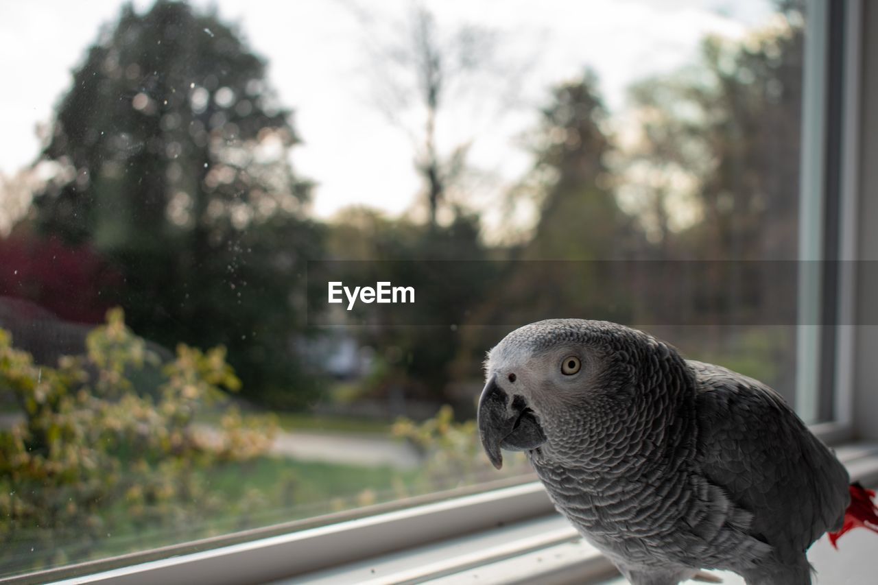 An african grey parrot standing next to a large window on a windowsill looking at the camera