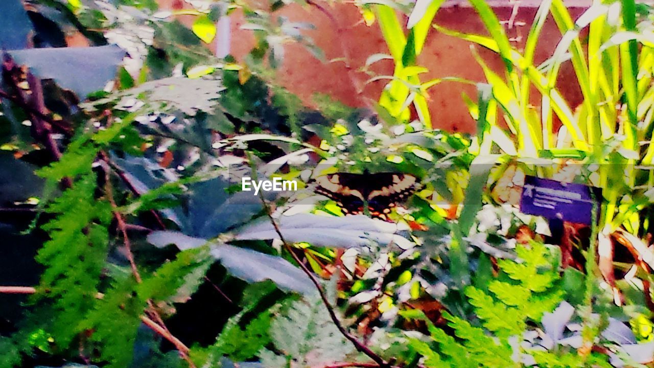 CLOSE-UP OF FRESH GREEN PLANT