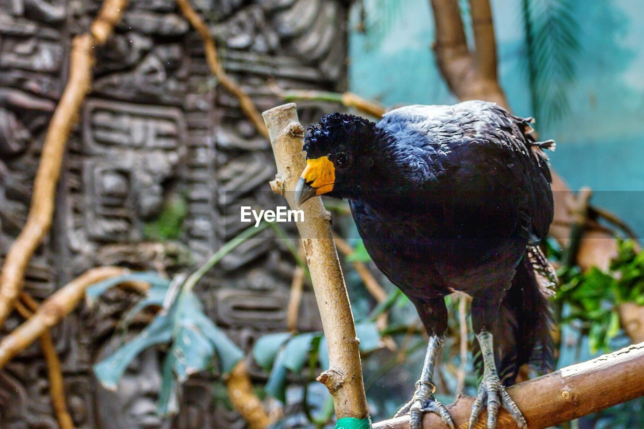 Close-up of bird perching on branch