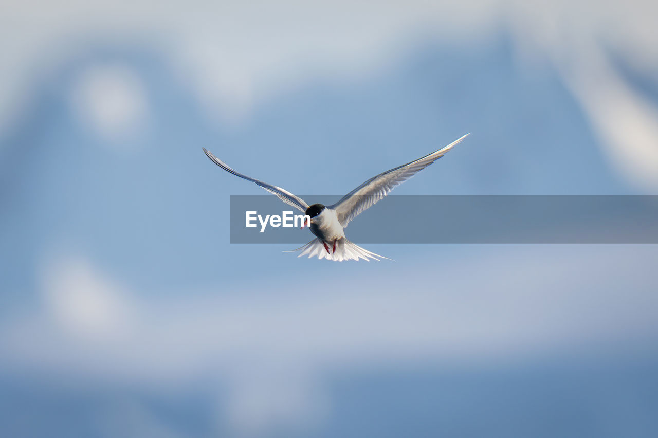 Antarctic tern flies with iceberg in background