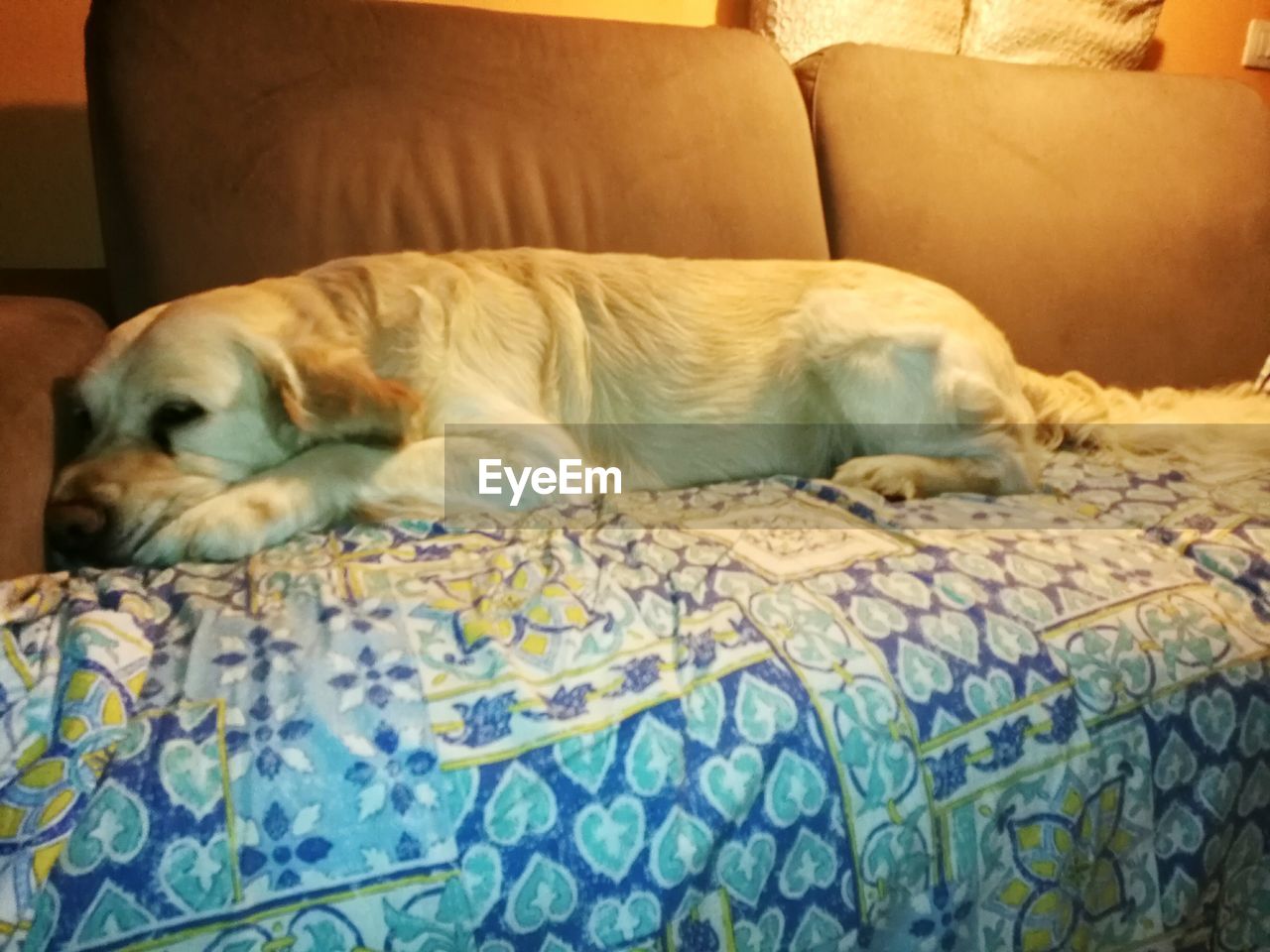 DOG SLEEPING ON SOFA