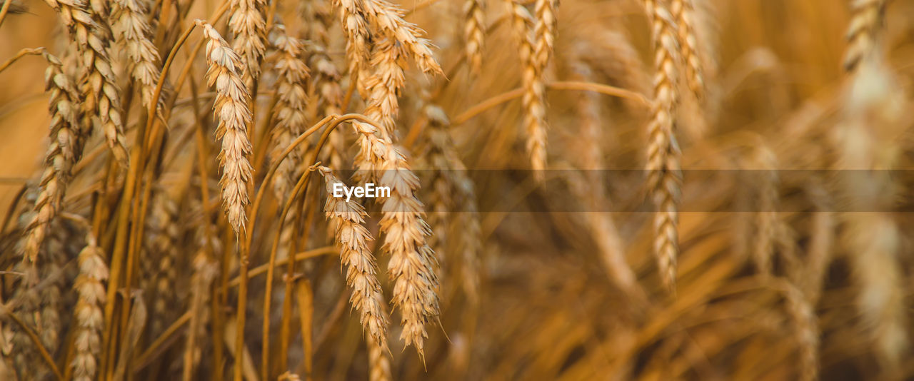 close-up of wheat growing in field