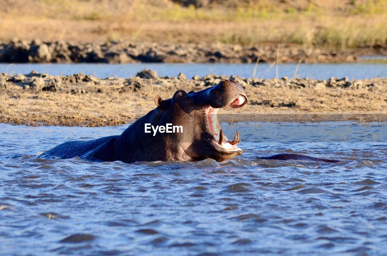 SIDE VIEW OF HORSE IN A RIVER