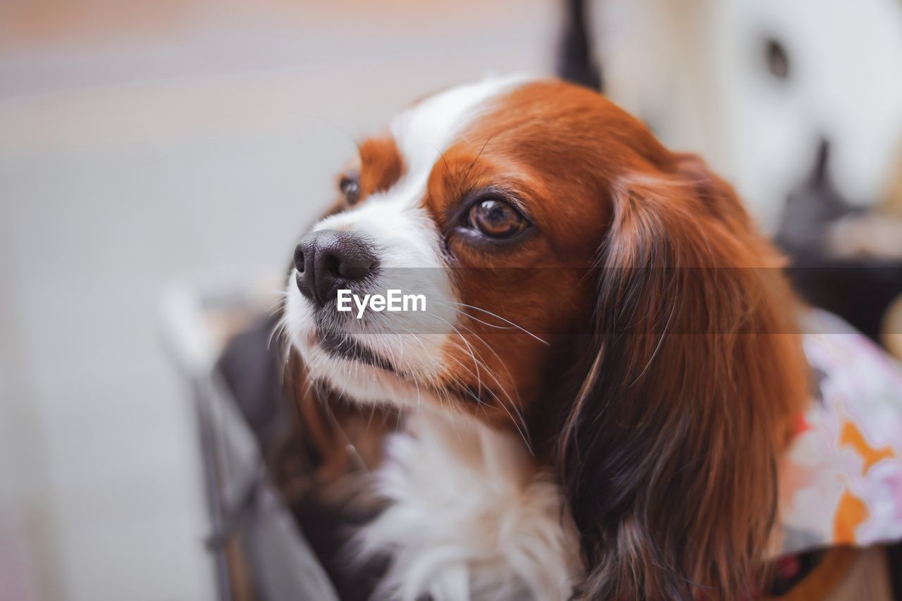 close-up portrait of dog