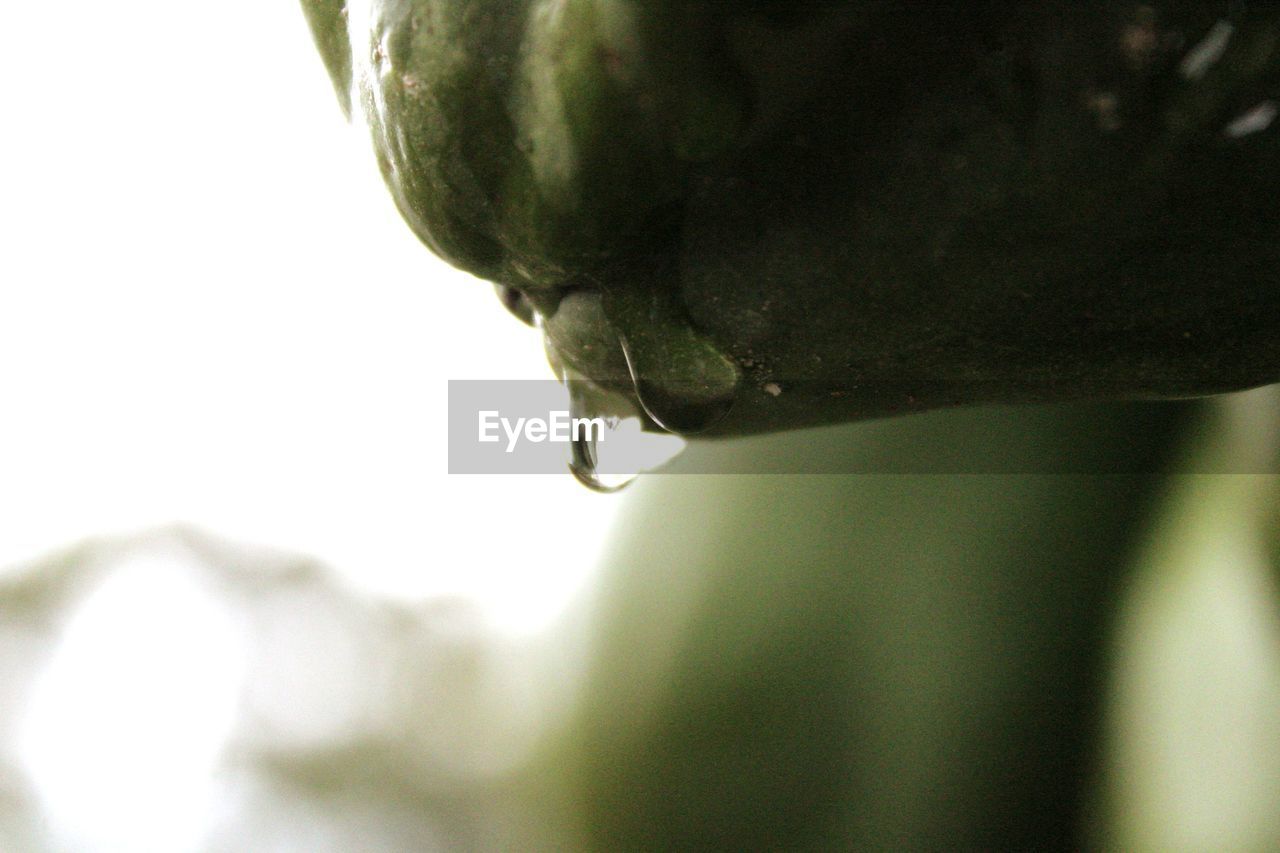 CLOSE-UP OF DROP ON LEAF