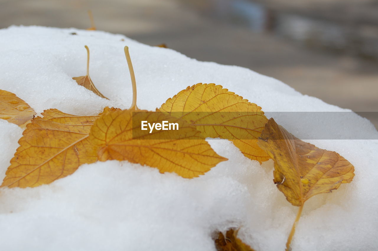 Close-up of yellow autumn leaves on snow