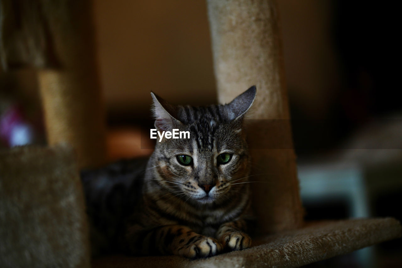 Close-up portrait of a cat