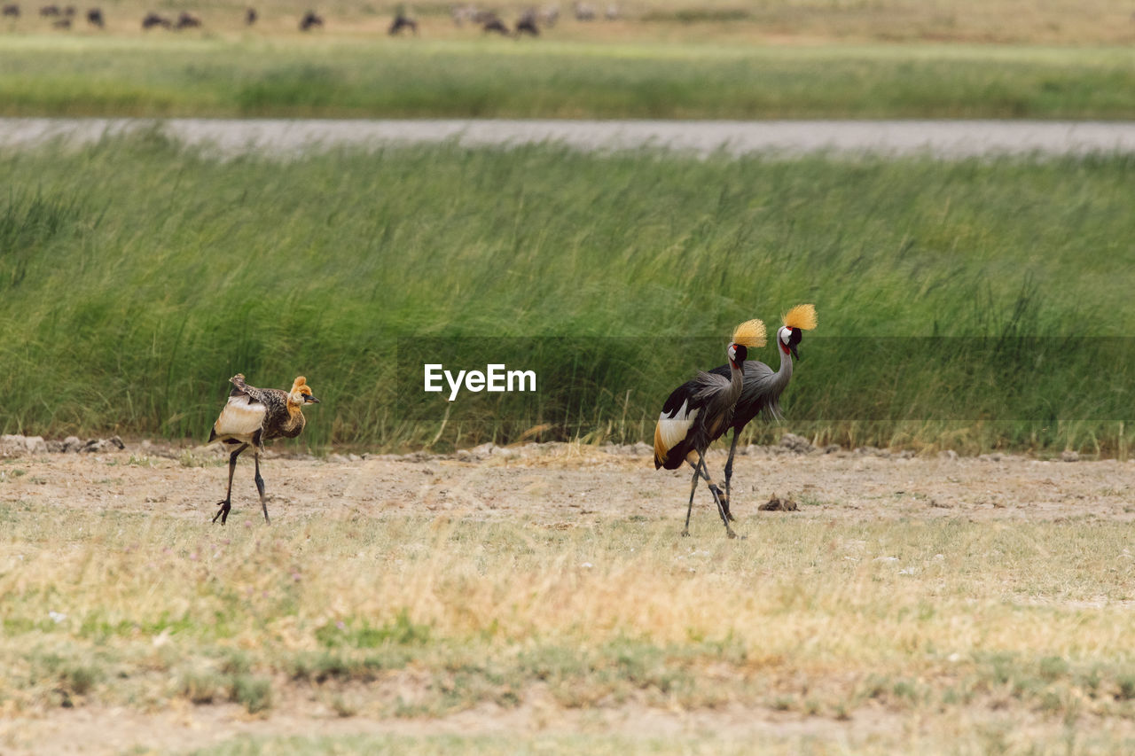 Grey-crowned cranes on field