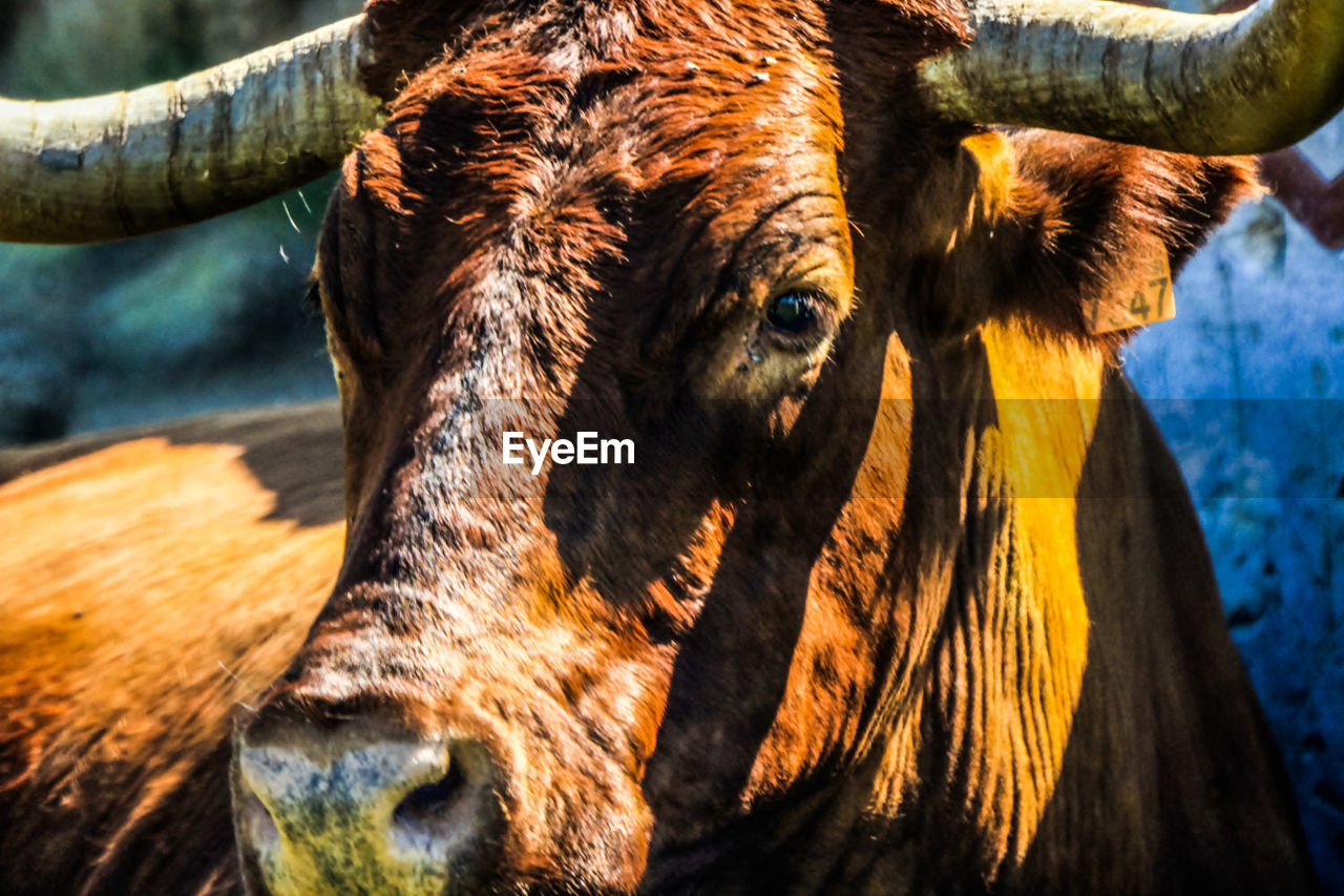 Close-up of a bull