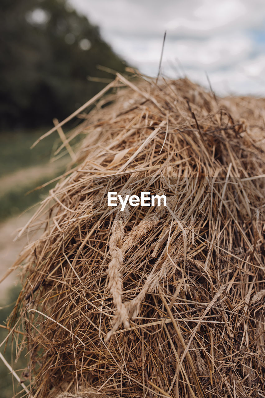 Dry grass and spikelets in the table. close, selective focus