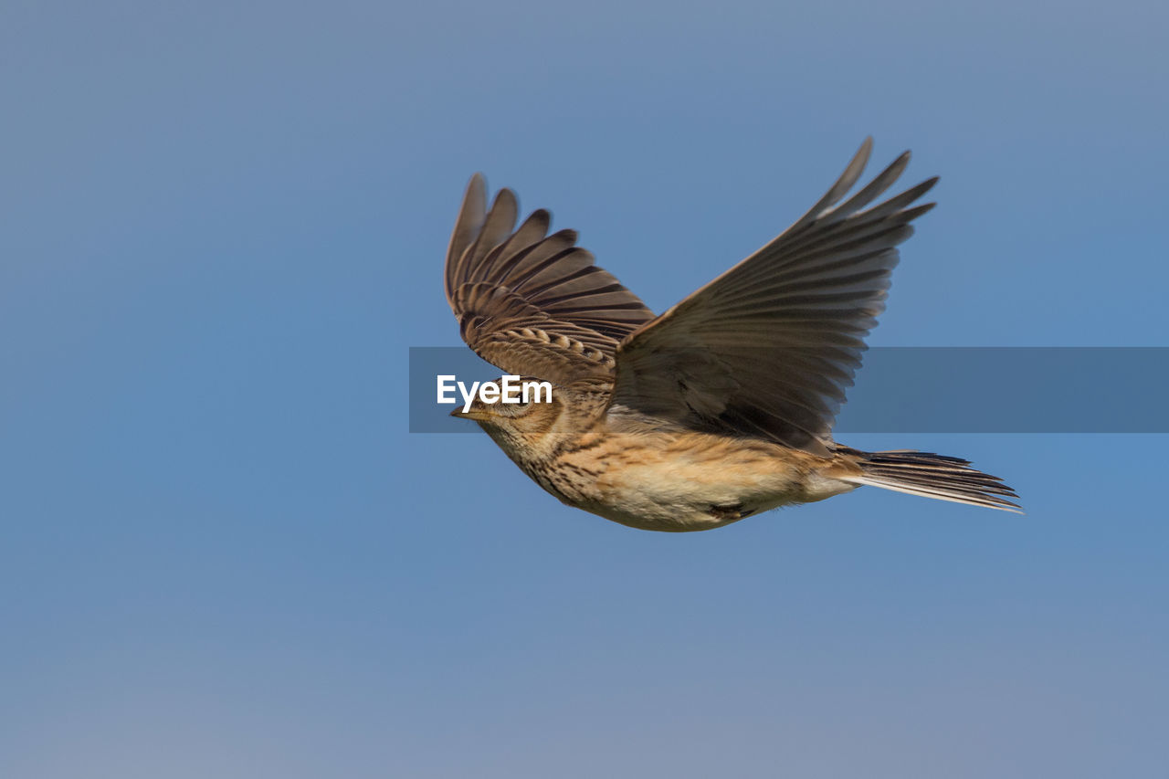 LOW ANGLE VIEW OF EAGLE FLYING AGAINST SKY