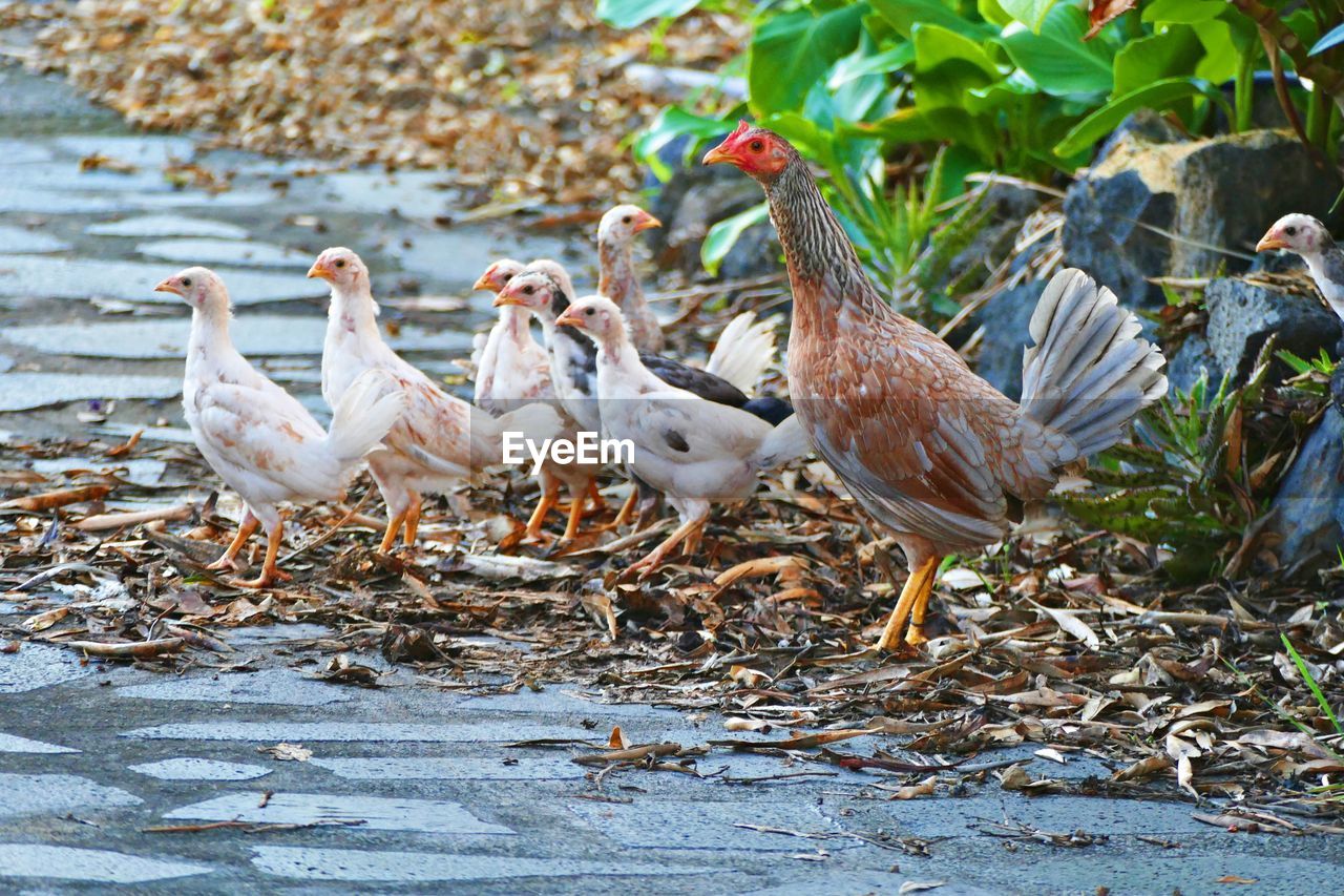 FLOCK OF BIRDS ON LAND