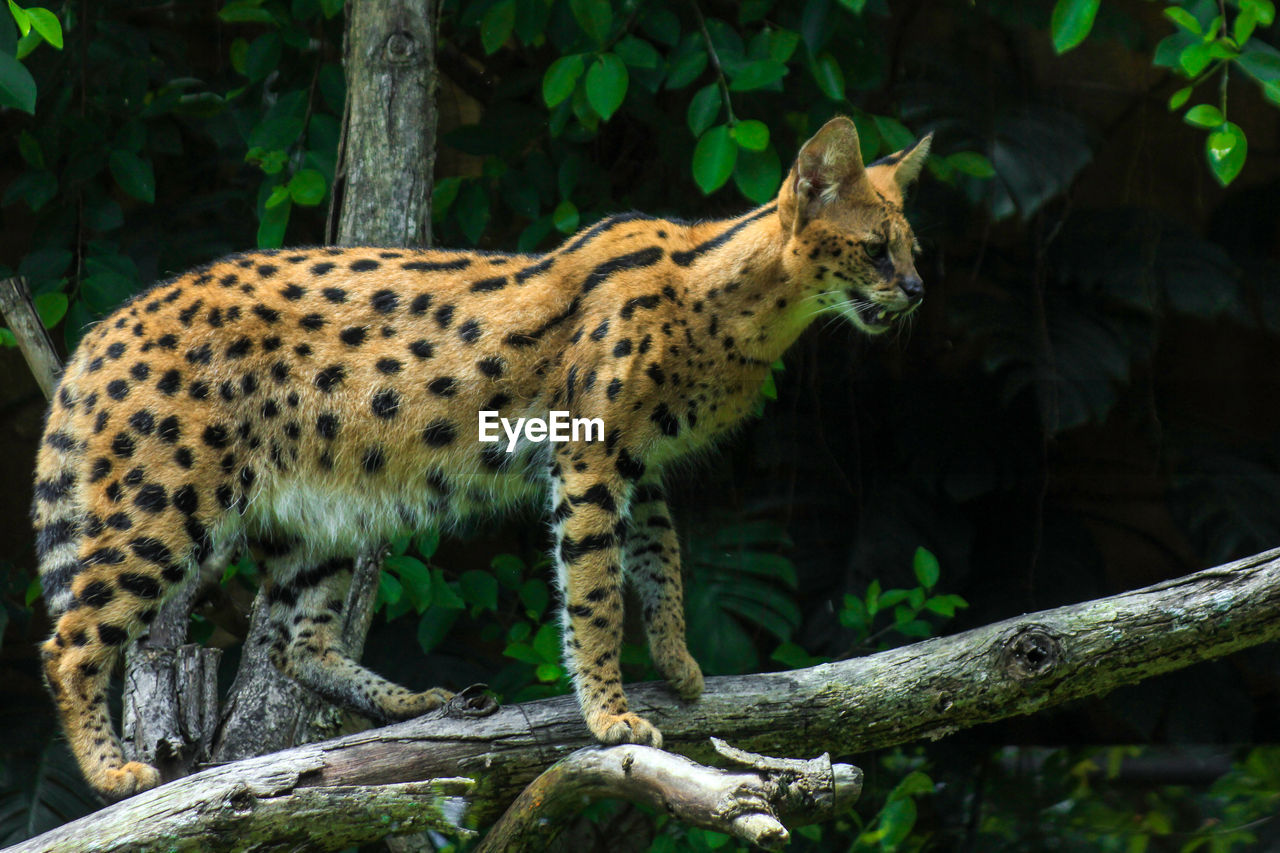 Serval, also known as tierboskat or leptailurus serval, is a wild cat that exists in africa