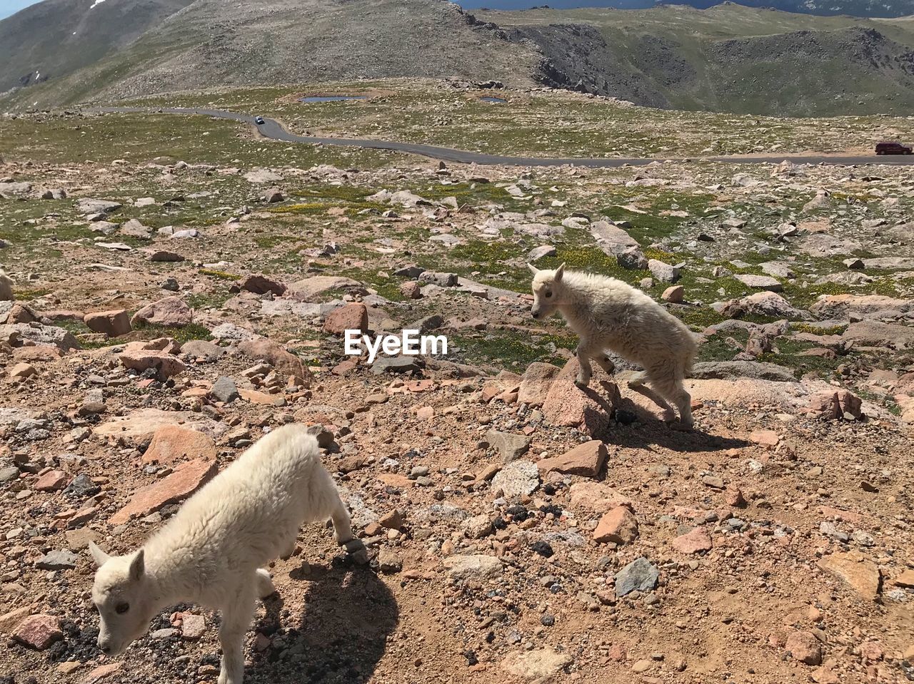 HIGH ANGLE VIEW OF ANIMAL ON FIELD