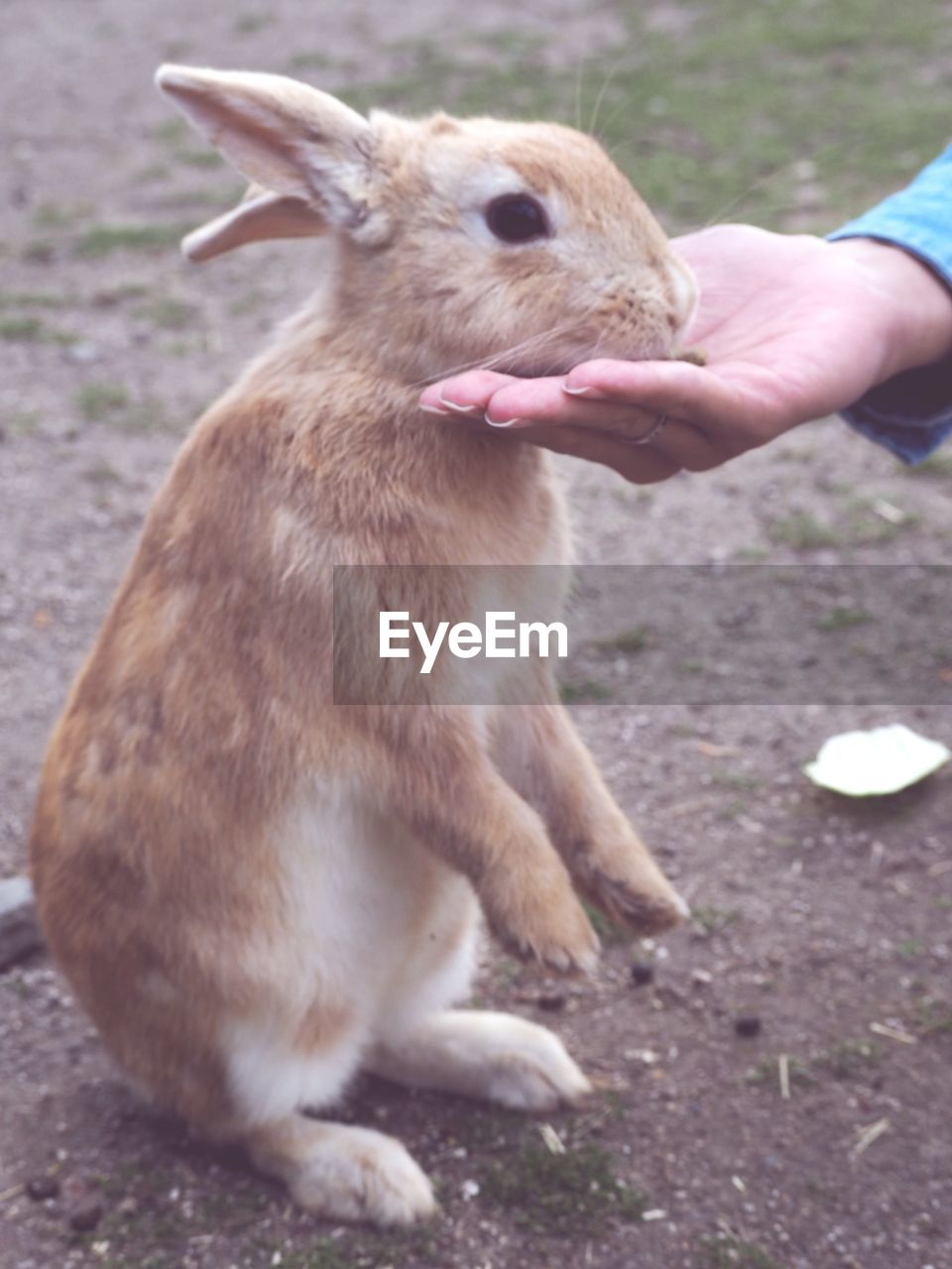 Close-up of hand feeding