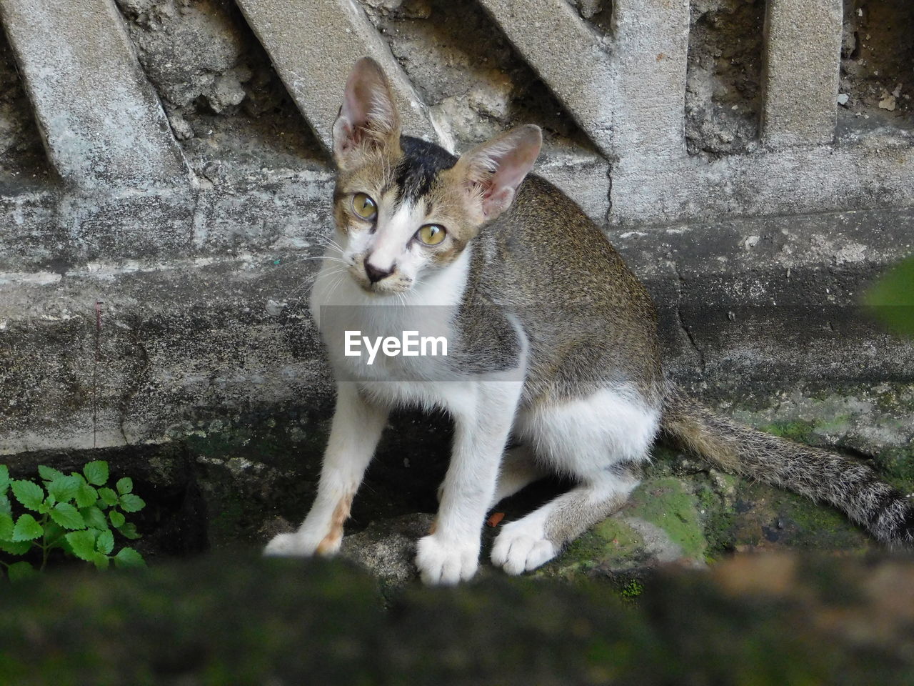 High angle portrait of cat sitting by retaining wall