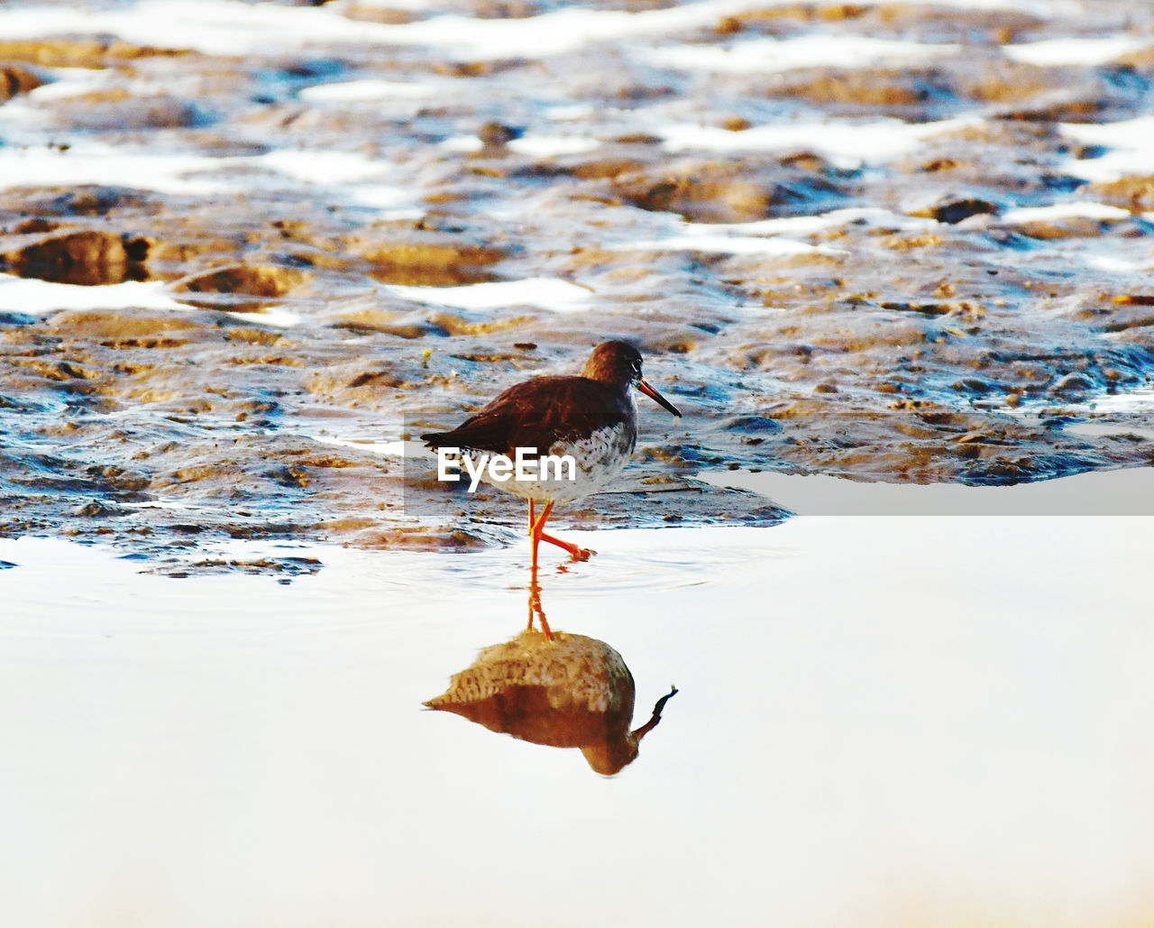 BIRD SWIMMING IN LAKE