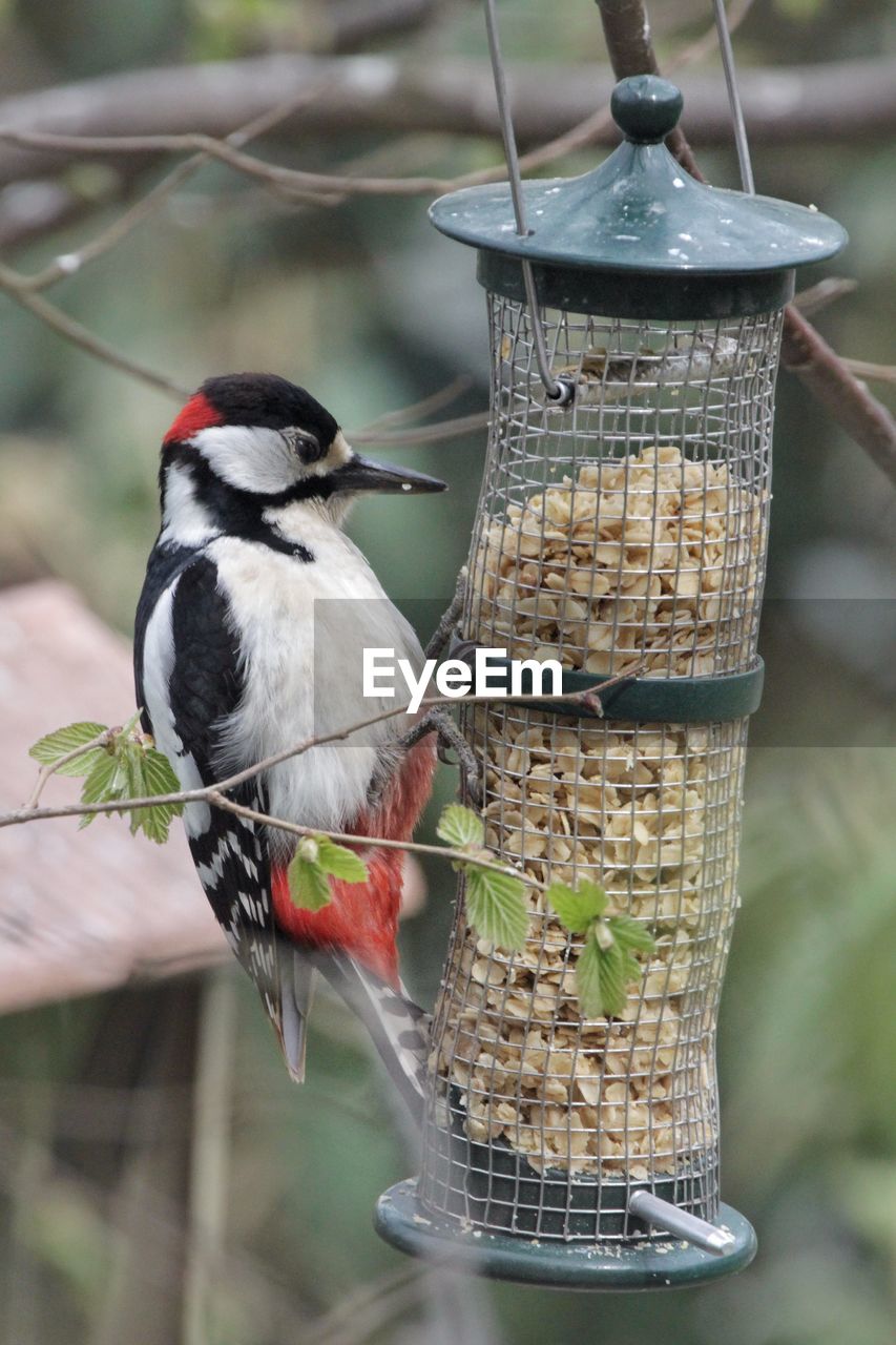 Side view of woodpecker next to bird feeder