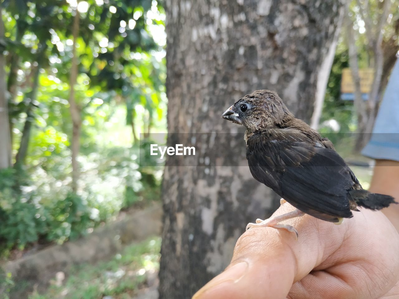 Close-up of bird perching on hand against tree trunk