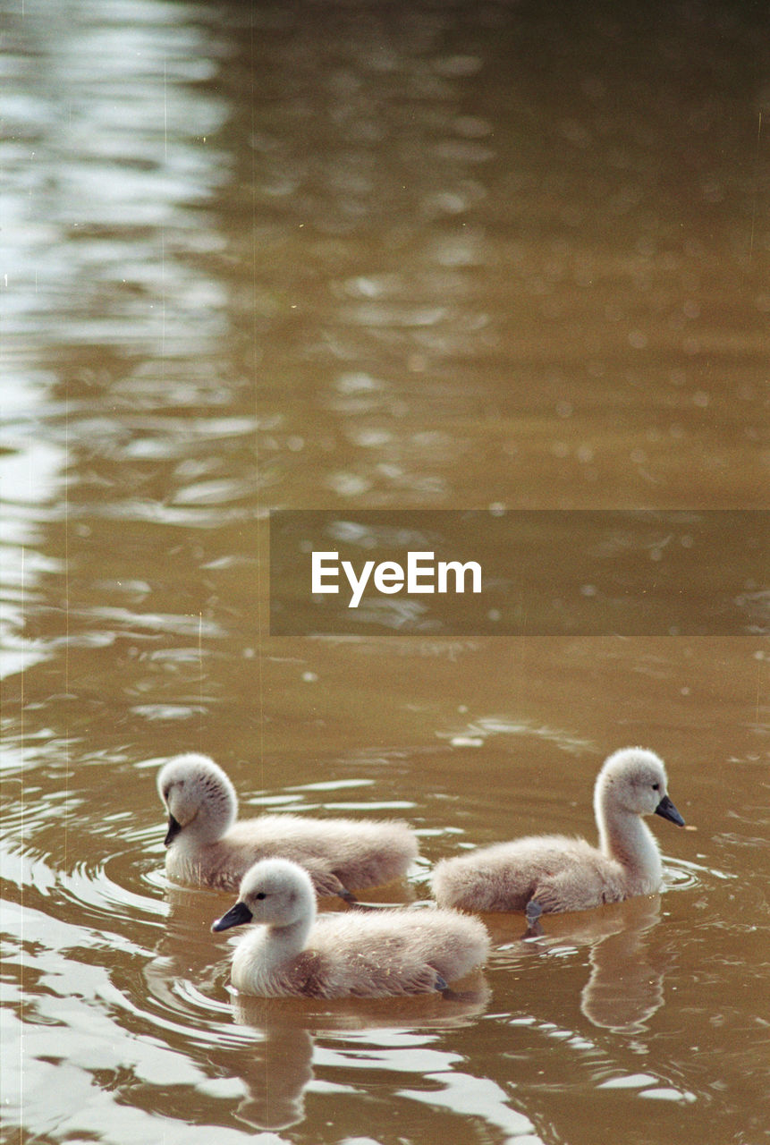 SWANS IN A LAKE