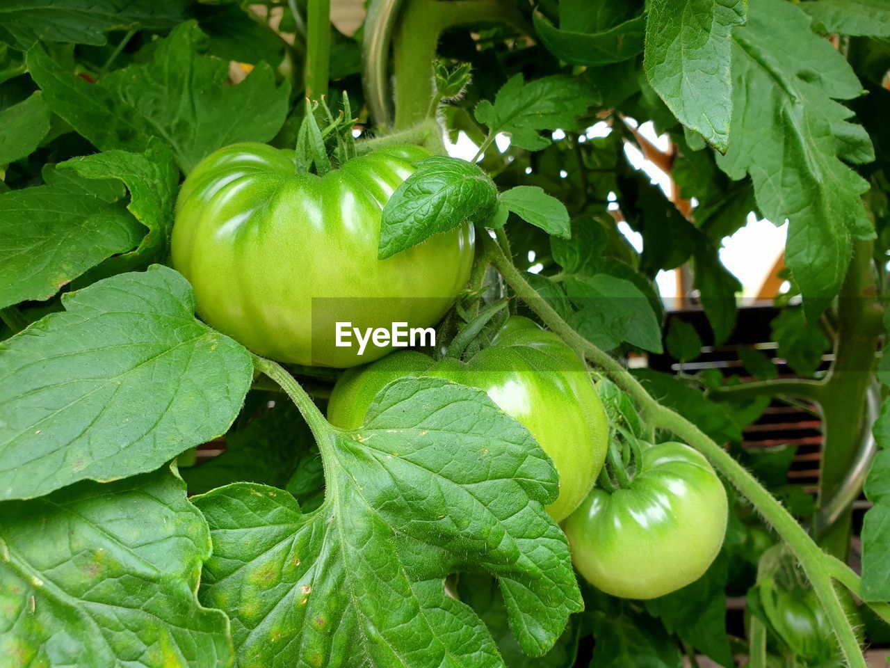 CLOSE-UP OF FRESH GREEN FRUIT