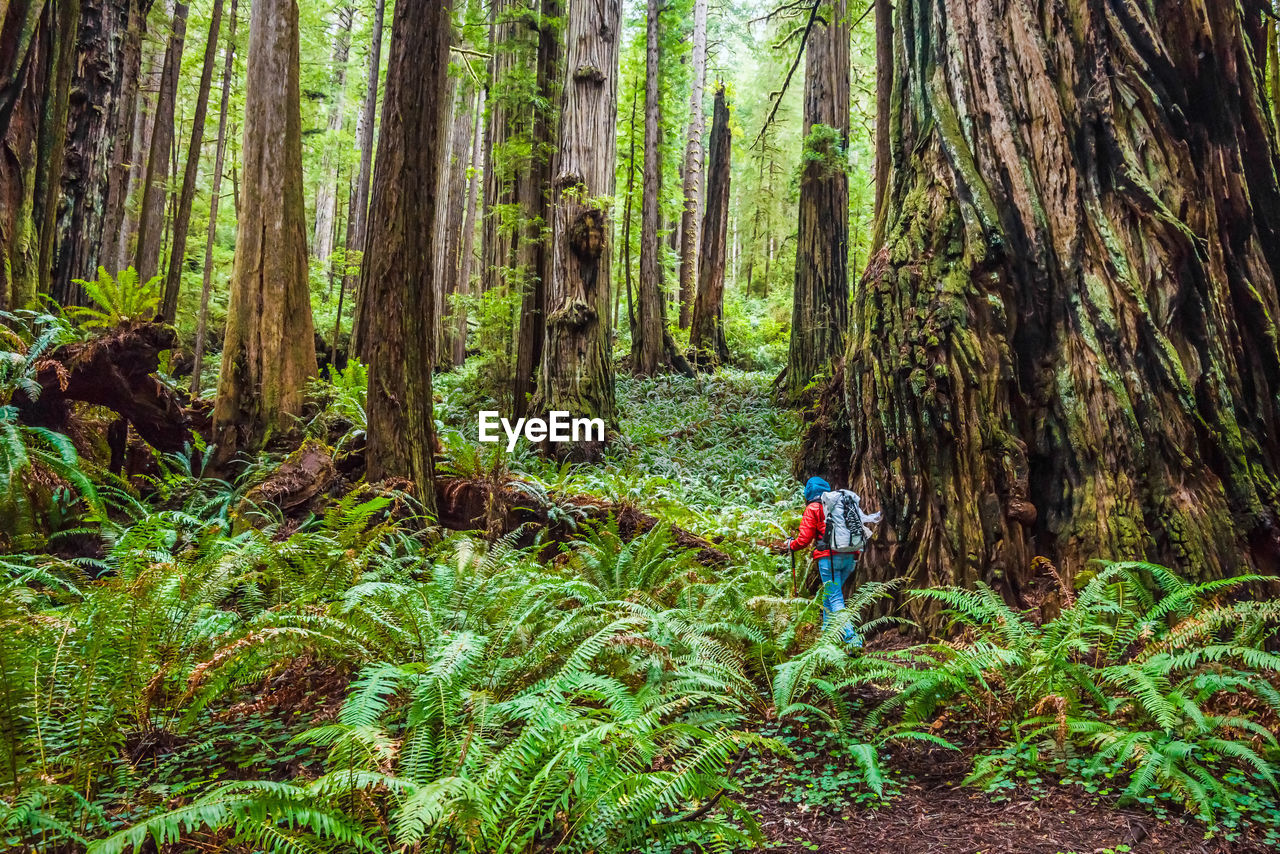 Rear view of woman walking by trees at national park