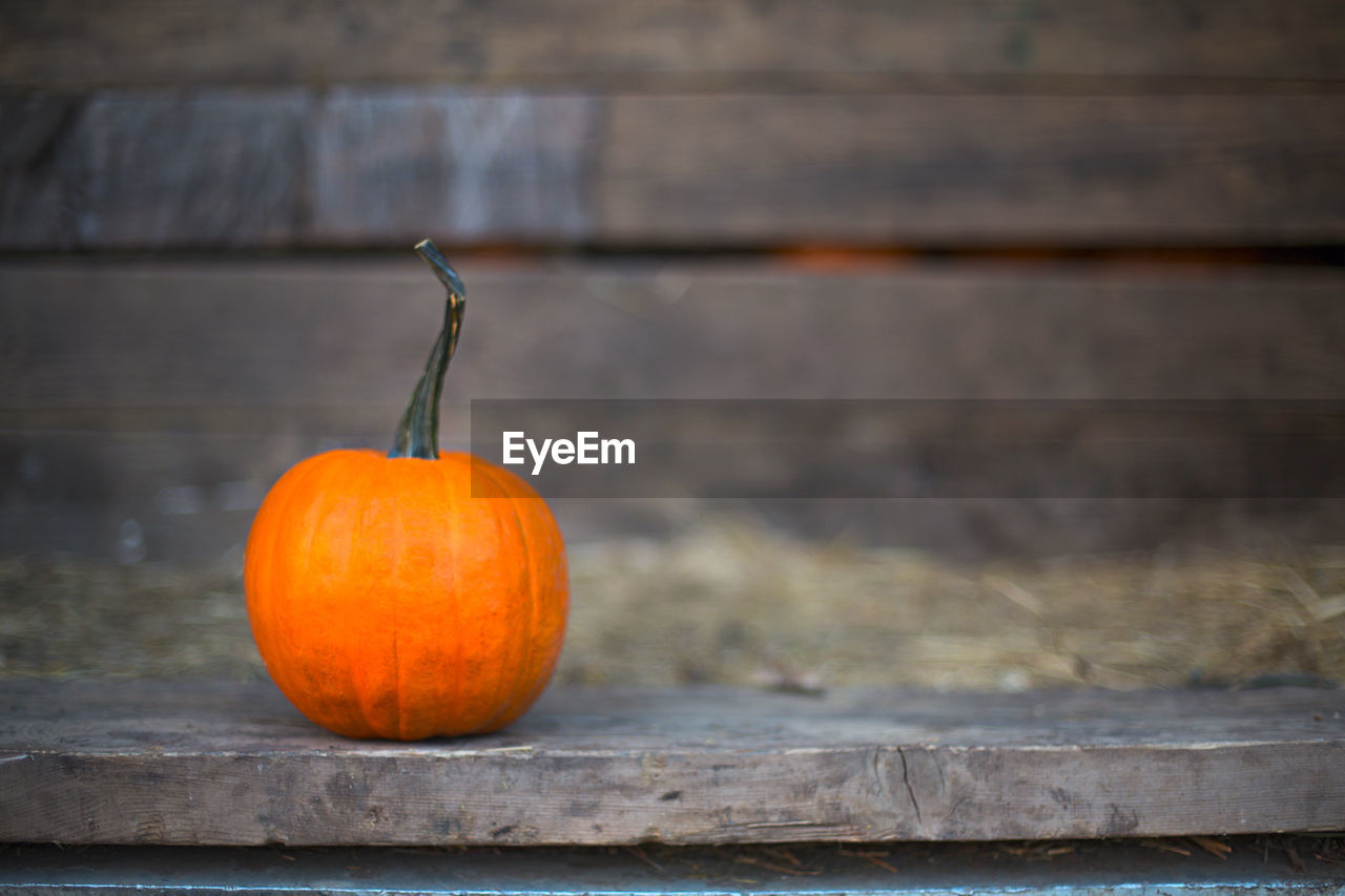 CLOSE-UP OF PUMPKINS ON TABLE