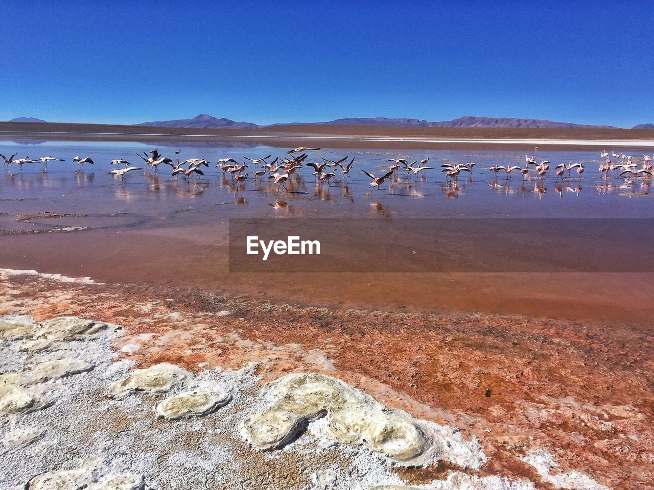 BIRDS FLYING ON BEACH AGAINST CLEAR BLUE SKY