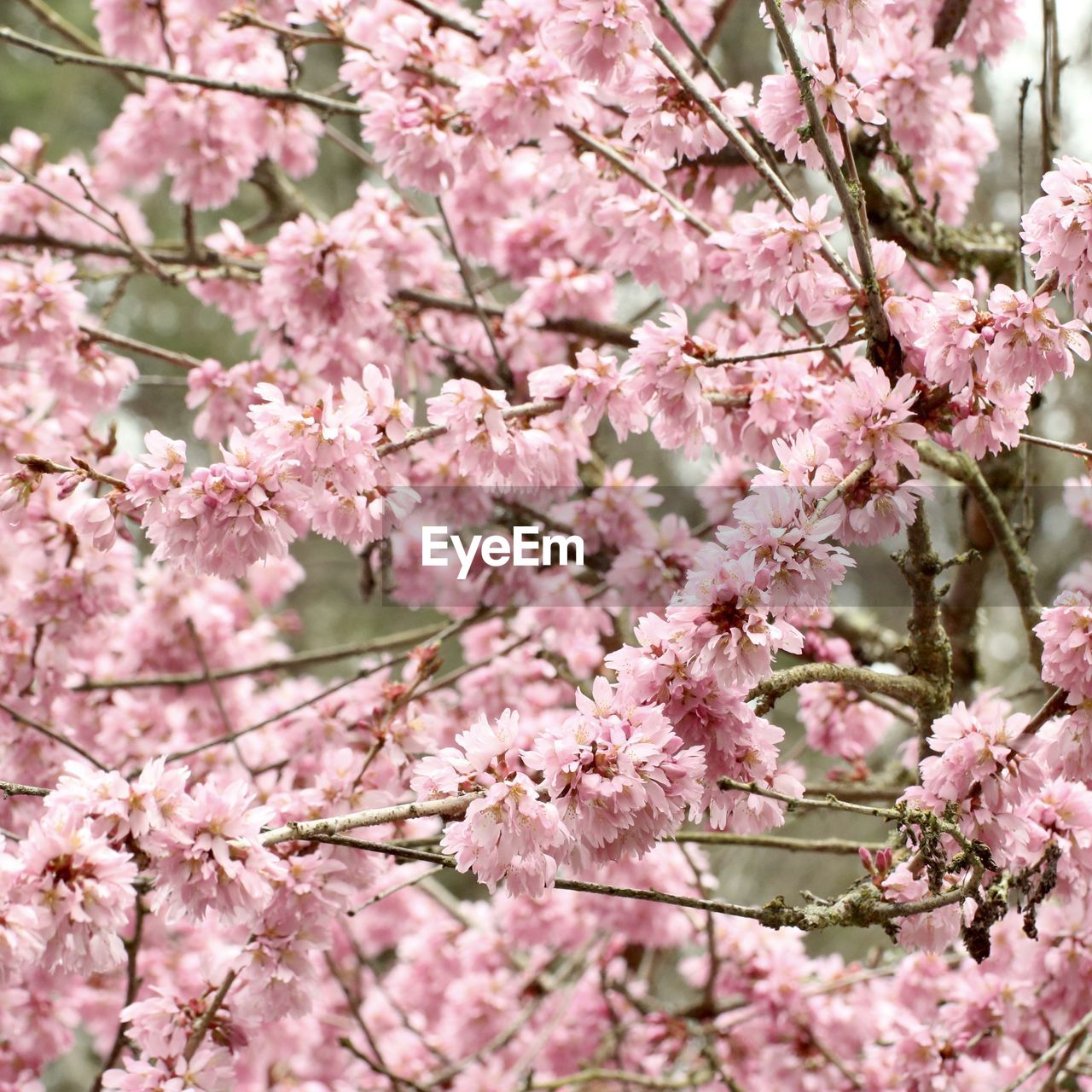 Close-up of cherry blossom tree