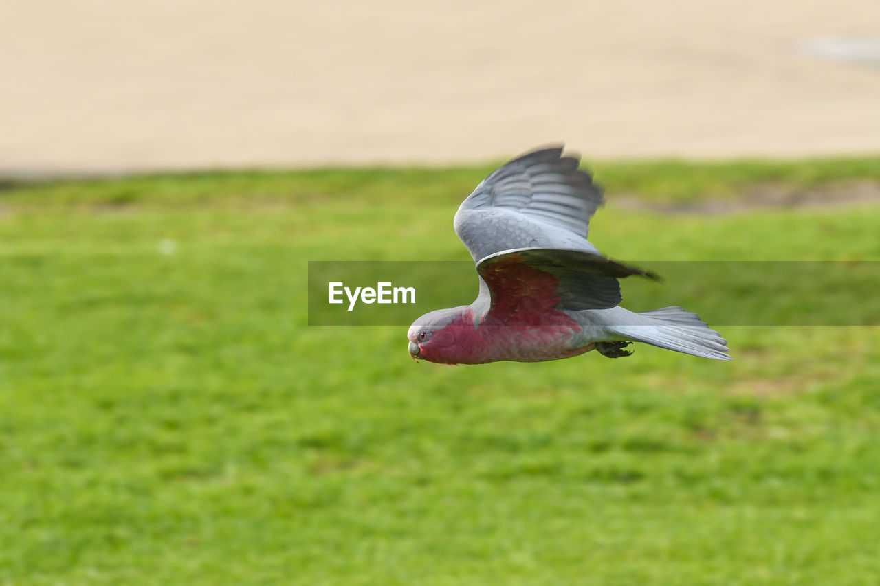 VIEW OF A BIRD FLYING OVER GRASS