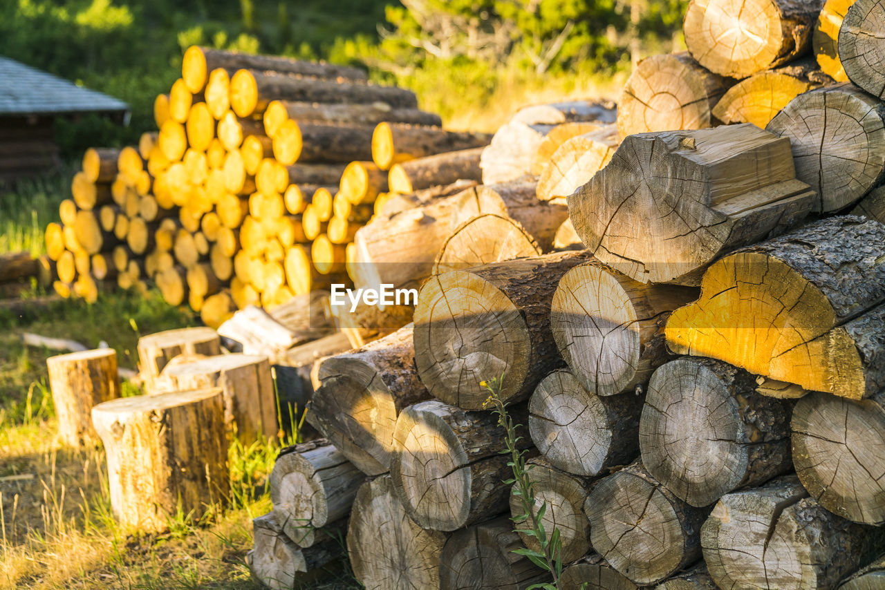 STACK OF LOGS IN THE FOREST
