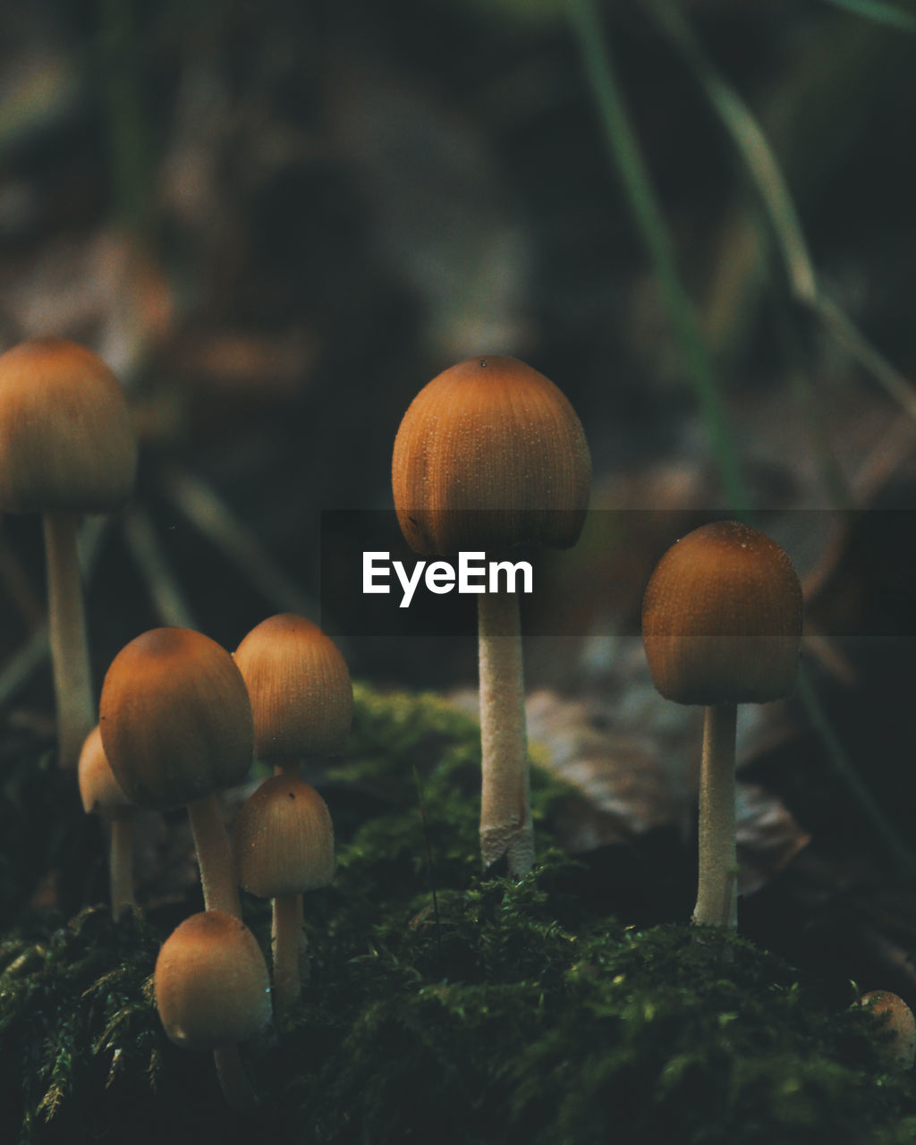 CLOSE-UP OF MUSHROOMS GROWING OUTDOORS