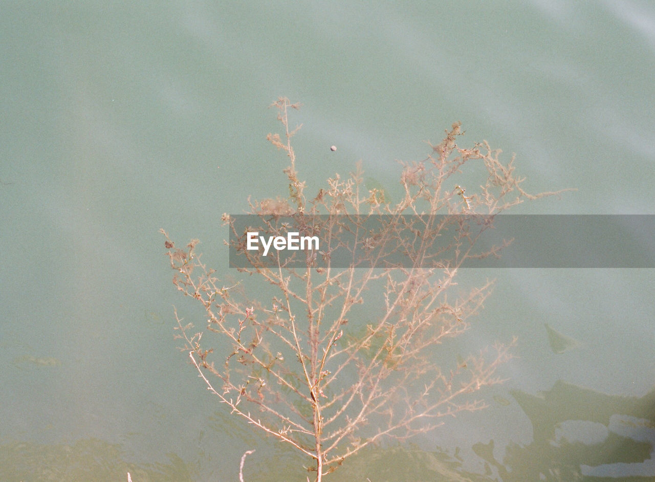 CLOSE-UP OF PLANT AGAINST TREES