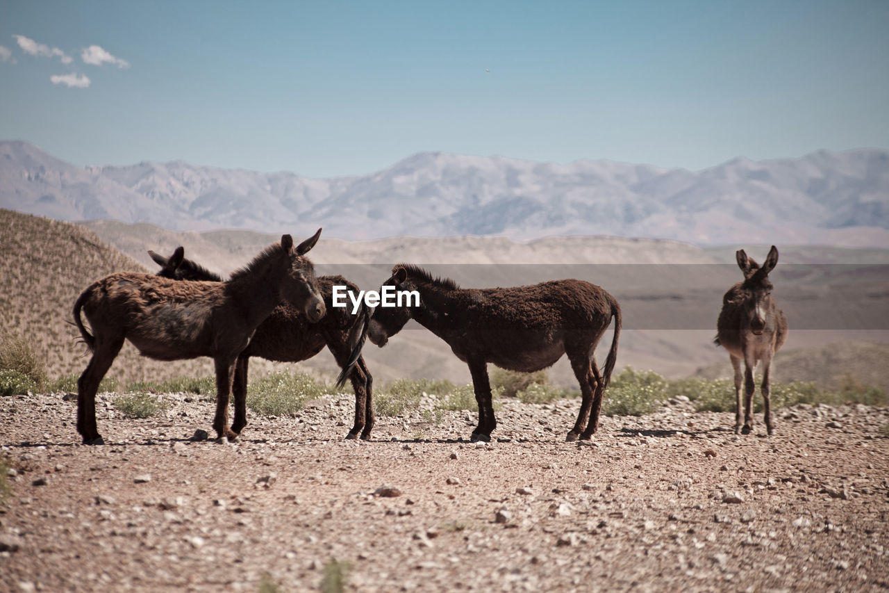 Donkeys standing on land against mountains