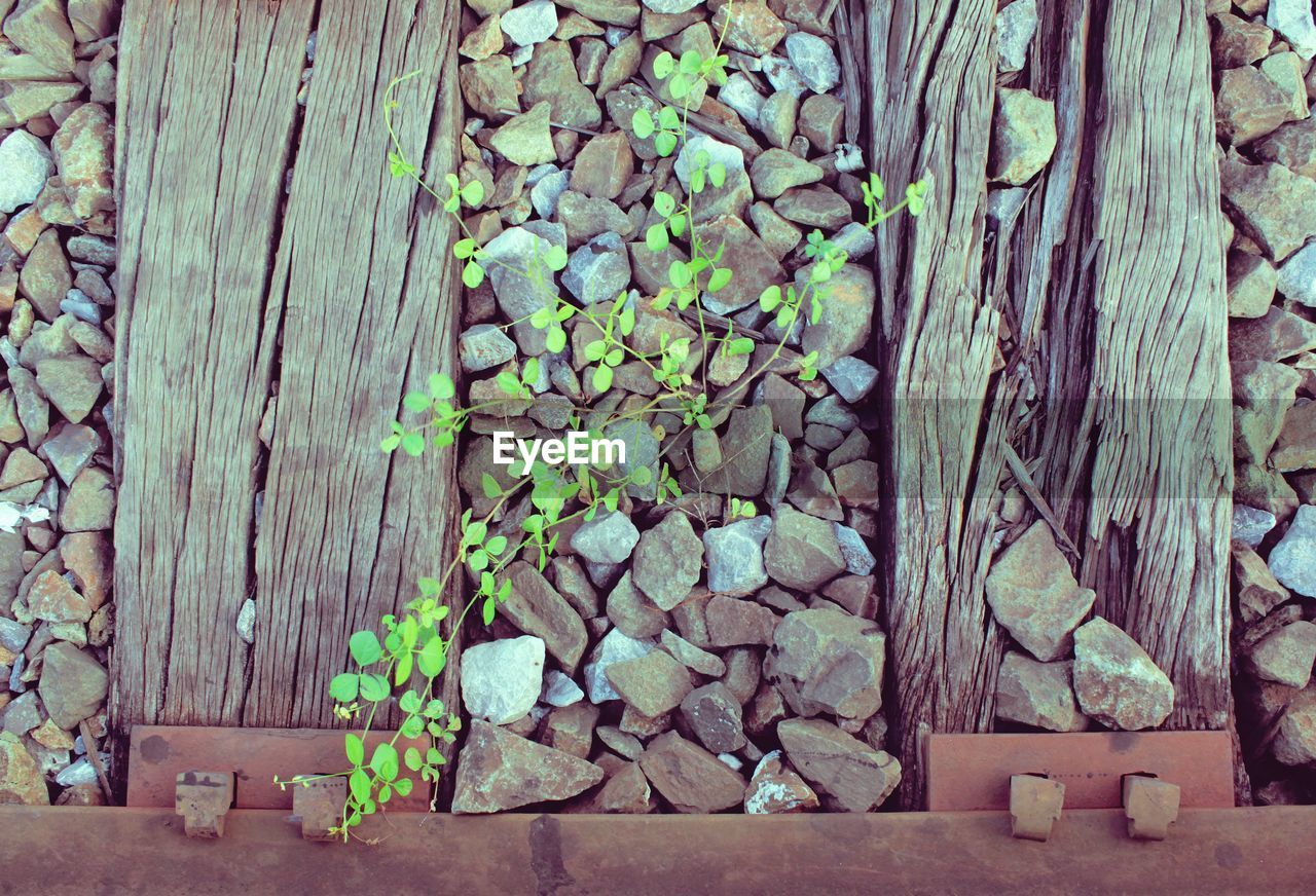 IVY ON TREE TRUNK