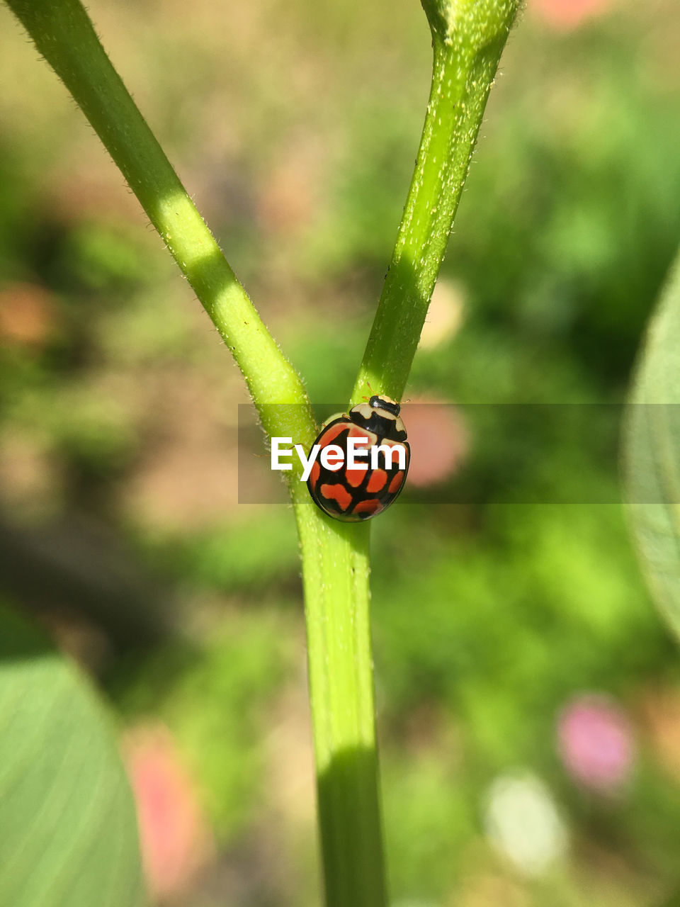 animal themes, animal, insect, animal wildlife, one animal, ladybug, wildlife, plant, beetle, nature, close-up, green, flower, no people, macro photography, focus on foreground, plant stem, beauty in nature, outdoors, day, plant part, leaf, grass, red, spotted, environment