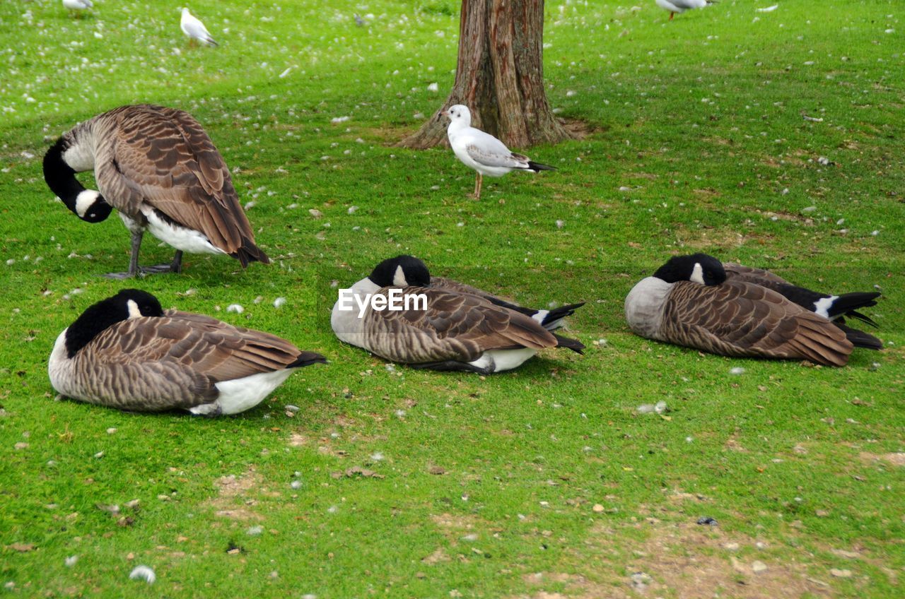 FLOCK OF DUCKS ON GRASS