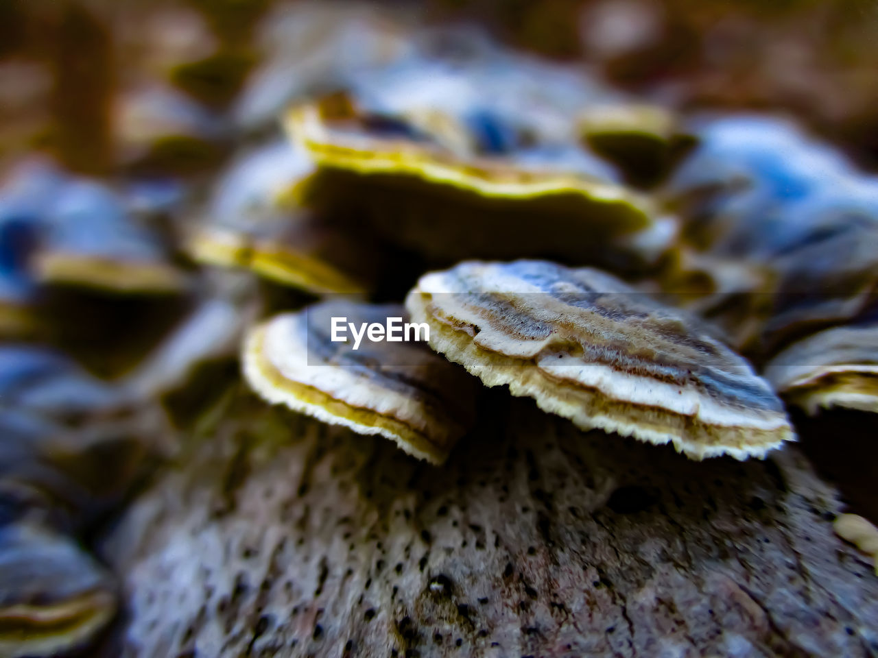 CLOSE-UP OF MUSHROOM ON TREE