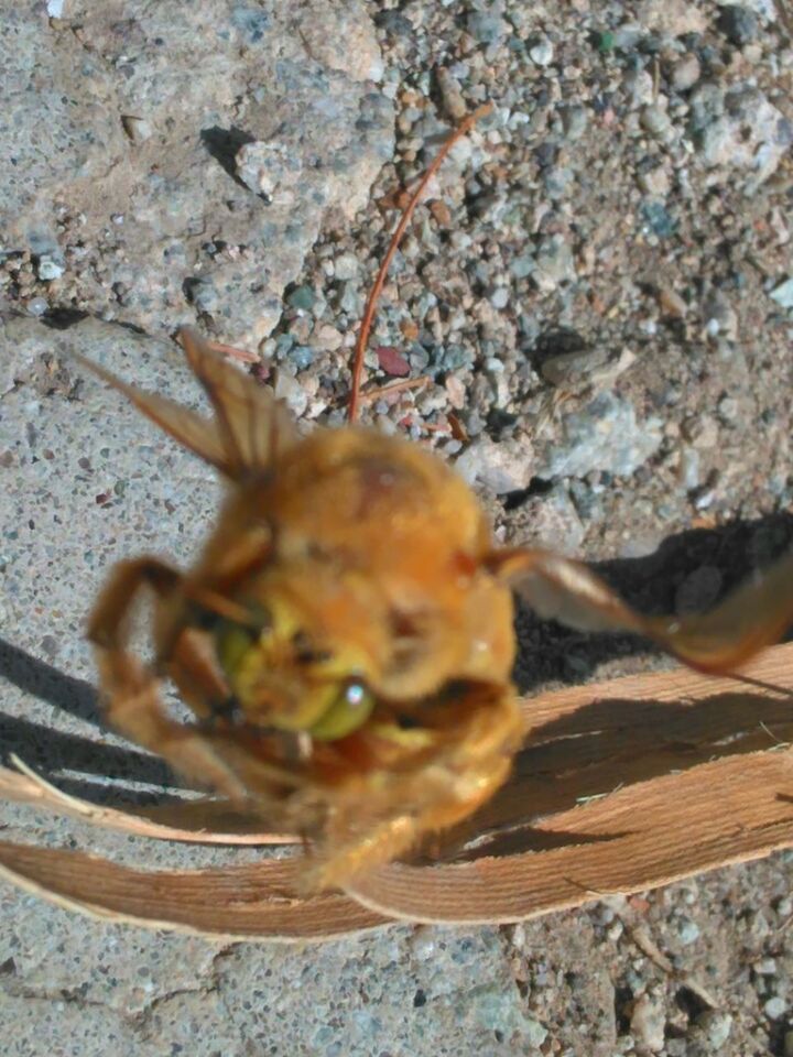 CLOSE-UP VIEW OF AN ANIMAL