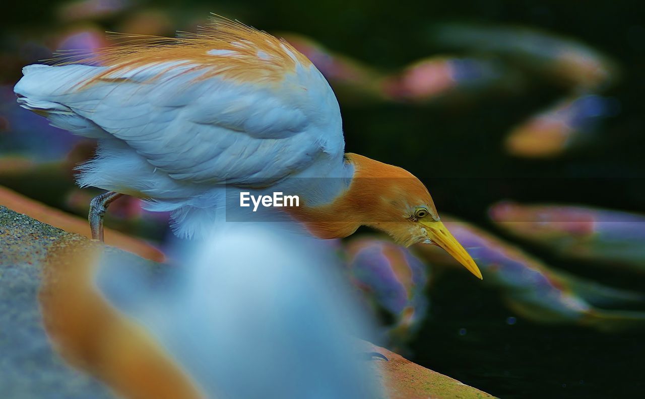 Low angle view of crane perching on tree