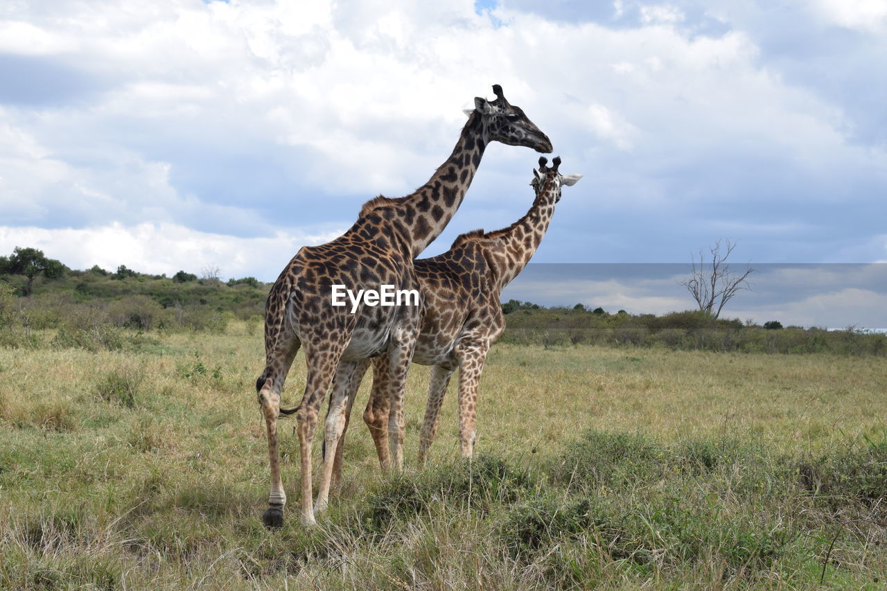 Two giraffes in the wild in maasai mara game reserve, kenya