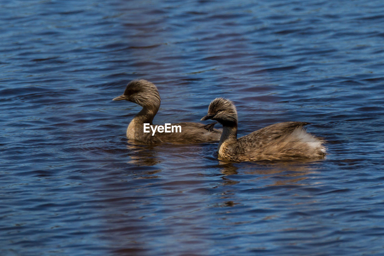 Birds swimming on lake