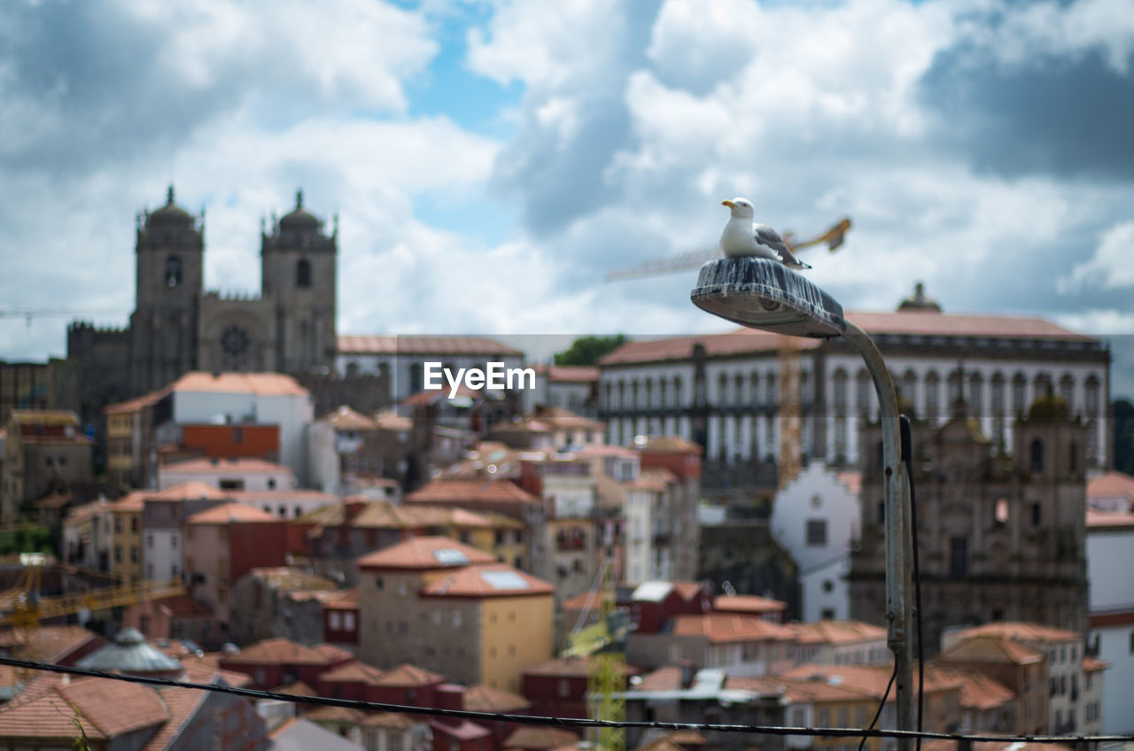 Low angle view of seagull on lamp against buildings in porto