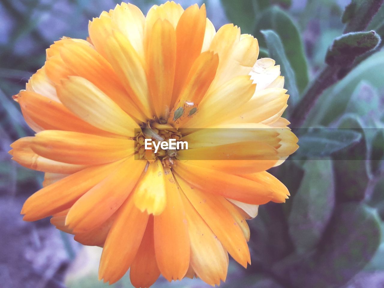 CLOSE-UP OF YELLOW HIBISCUS FLOWER