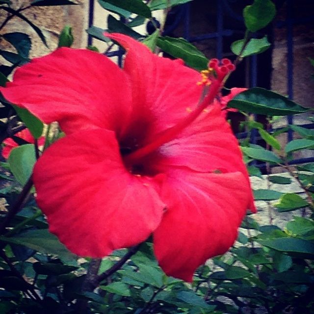 CLOSE-UP OF RED FLOWER